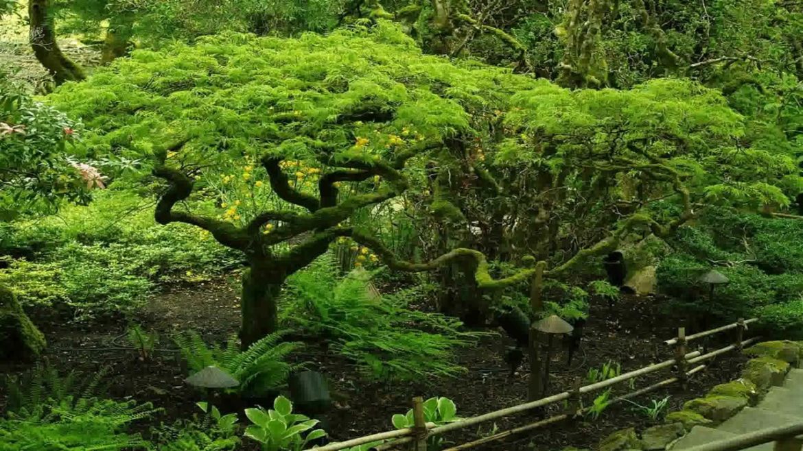 Japanese Garden Design Seattle