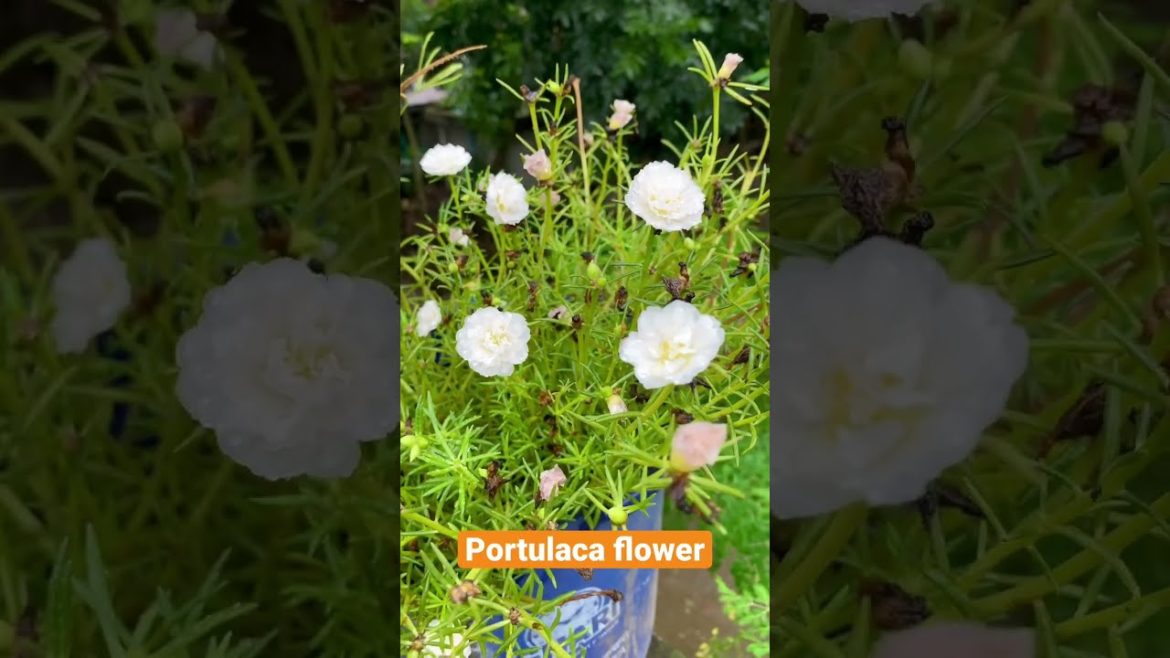 Portulaca Flower in our Farm | Grass Flower or Time Flower ঘাস ফুল #flowers #shorts #ফুল #bdfarm