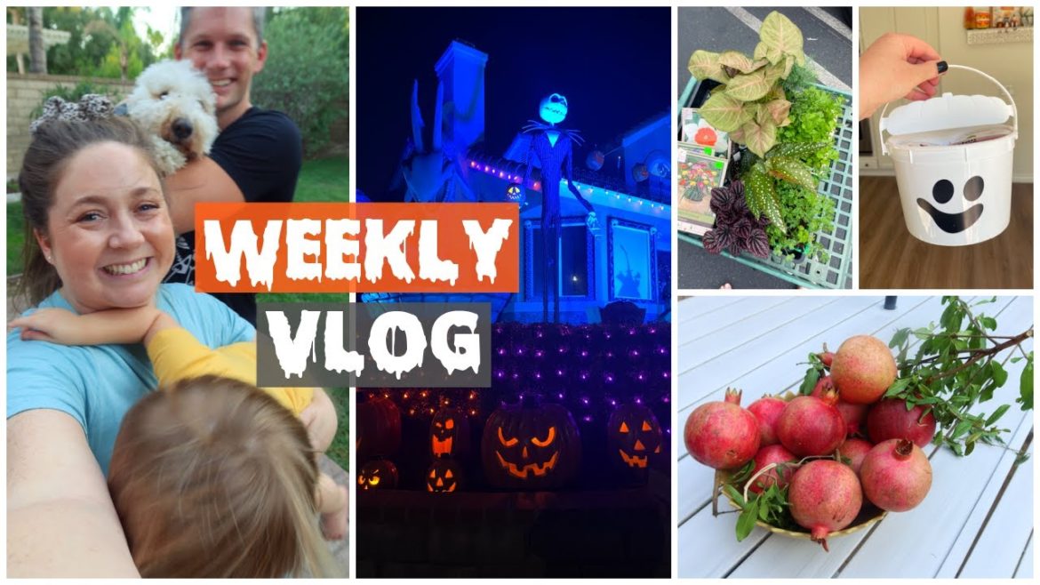 VLOGTOBER Week 2! Halloween Lights, Pomegranate Picking & Cozy Vibes | October 2022 VLOGTOBER Week 2! Halloween Lights, Pomegranate Picking & Cozy Vibes | October 2022