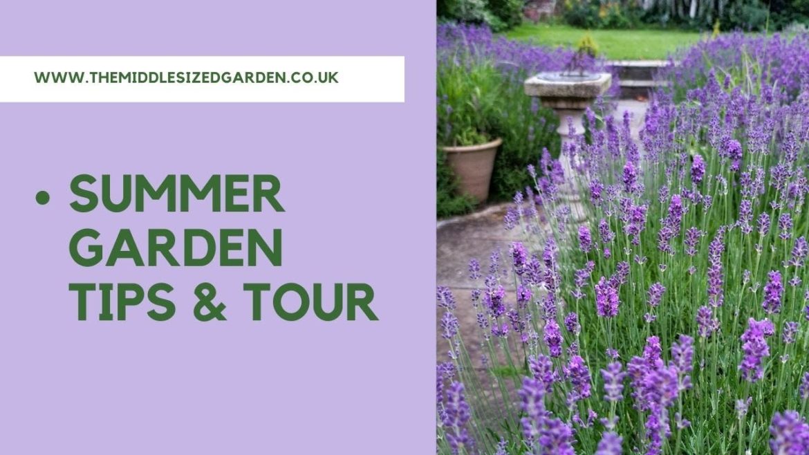 Summer garden tips & tour – keep your lavender and roses looking good! Summer garden tips & tour - keep your lavender and roses looking good!