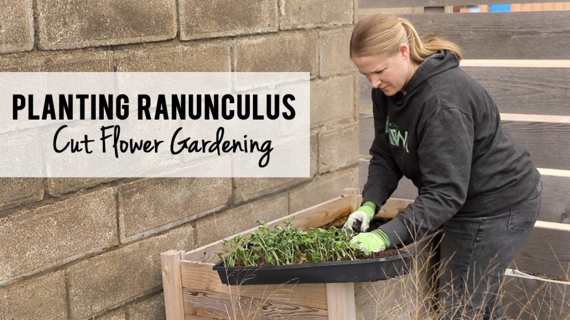 First Ranunculus Planting Outside of the Season!!  Cut Flower Gardening, Zone 5A, Sunshine and Flora