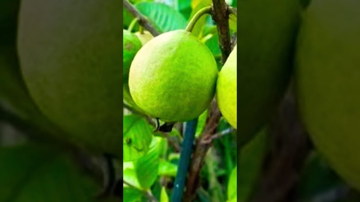 flowers Fruit and Vegetables plant for sale#shortsfeed flowers Fruit and Vegetables plant for sale#shortsfeed