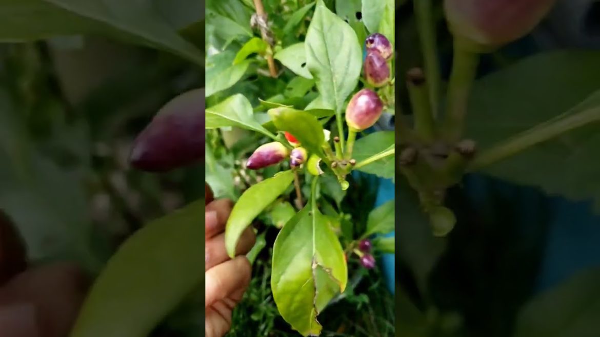 Quick Garden Harvest 44 #garden #gardening #shorts