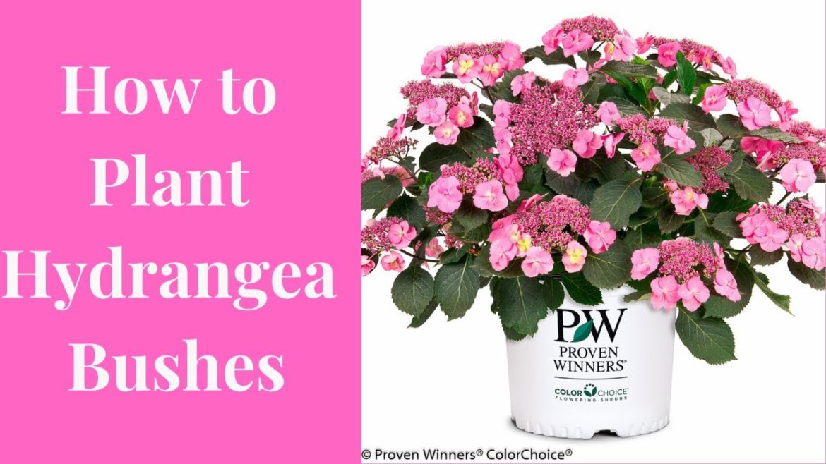 How to plant Hydrangeas in the ground // Gardening at the Simongetti North
