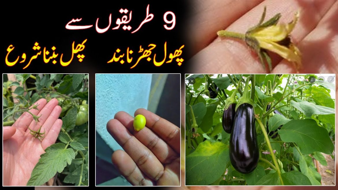 Avoid Flower Dropping in Chili, Cucumber, Capsicum follow my Tips in Vegetable Gardening | PGP Avoid Flower Dropping in Chili, Cucumber, Capsicum follow my Tips in Vegetable Gardening | PGP