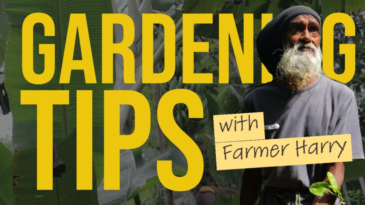 Gardening tips with Farmer Harry