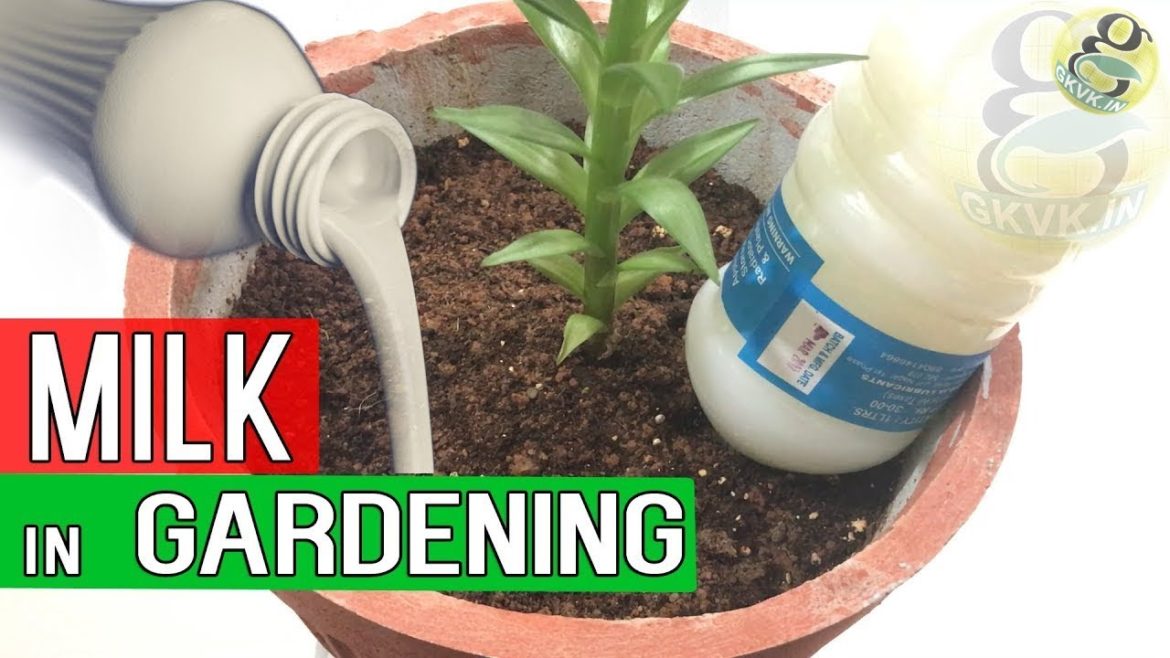 MILK IN GARDENING – Benefits of Milk in Garden Soil as Fertilizer – Blossom End Rot Treatment MILK IN GARDENING - Benefits of Milk in Garden Soil as Fertilizer - Blossom End Rot Treatment