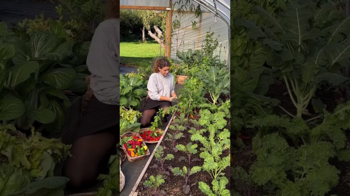 Exited About Fermented Habanero Sauce #shorts #gardening