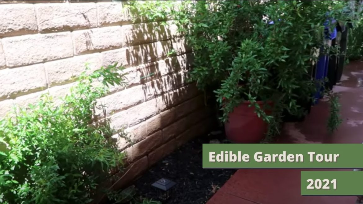 Edible Garden Tour 2021 - Food Forest - Container Gardening