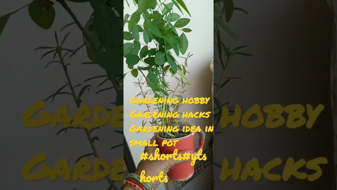 Gardening hacks/gardening idea/gardening tips/gardening idea for home/small pot gardening idea Gardening hacks/gardening idea/gardening tips/gardening idea for home/small pot gardening idea