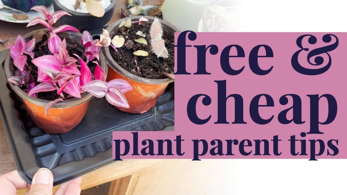 Plant & Garden tips on a budget! Free & cheap plant parent hacks Plant & Garden tips on a budget! Free & cheap plant parent hacks