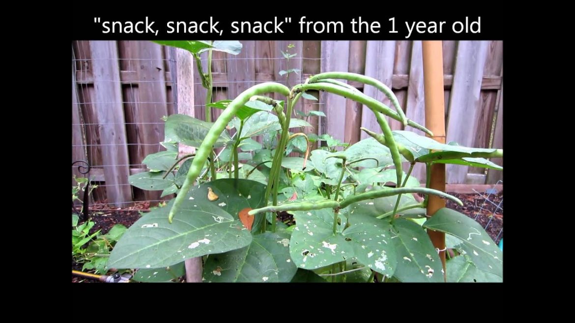 Growing peas in my backyard garden - Texas cream 40, Kids in the garden series