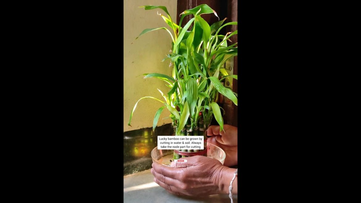 Grow Lucky Bamboo Easily|लकी बैम्बू पानी और मिट्टी में लगाने के तरीके|#ashasgardenstory#shorts Grow Lucky Bamboo Easily|लकी बैम्बू पानी और मिट्टी में लगाने के तरीके|#ashasgardenstory#shorts
