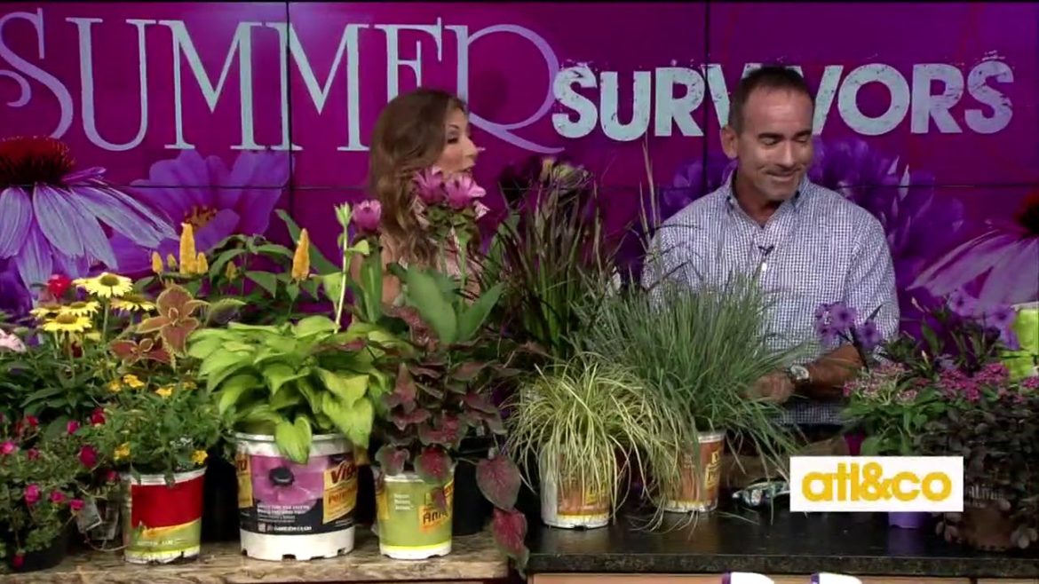 Summer survivor plants with gardening guru Danny Watson