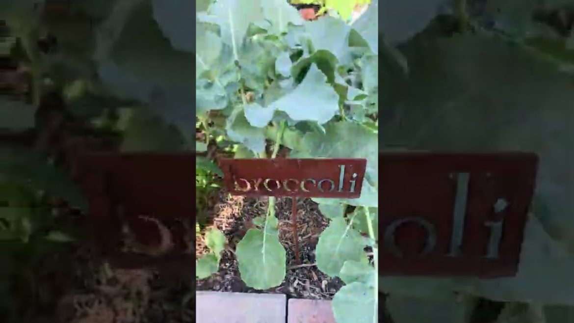 #gardening BackyardGarden #Update Vegetable garden at home