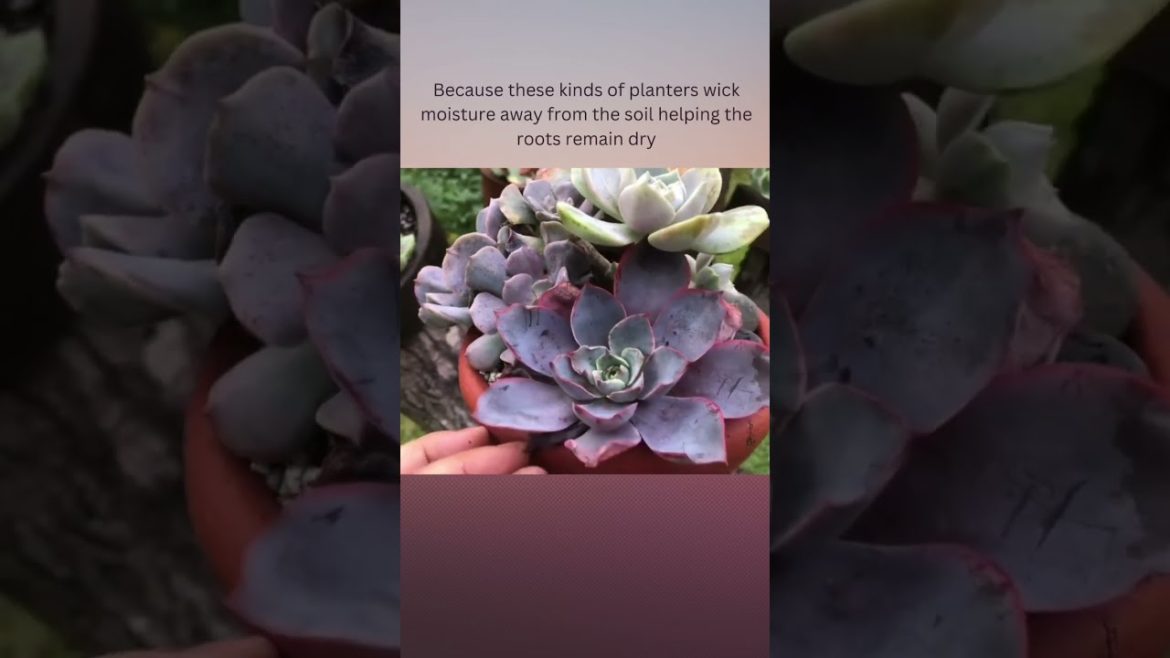 Here are the best planters for succulents #succulent #garden #gardeningtips #trending #popular Here are the best planters for succulents #succulent #garden #gardeningtips #trending #popular