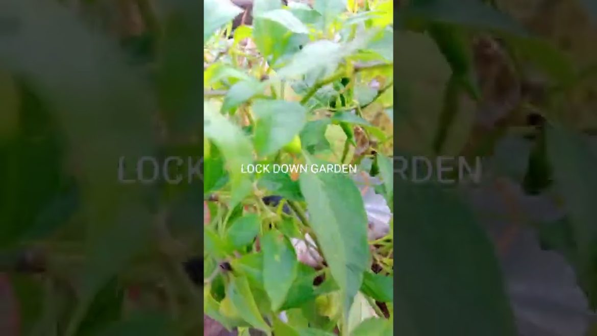 How to grow chilli in cuntainer/kitchen gardening tips#shorts #terracegarden @Garden Up How to grow chilli in cuntainer/kitchen gardening tips#shorts #terracegarden @Garden Up