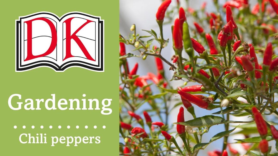 Gardening: How to Grow Chili Peppers Gardening: How to Grow Chili Peppers