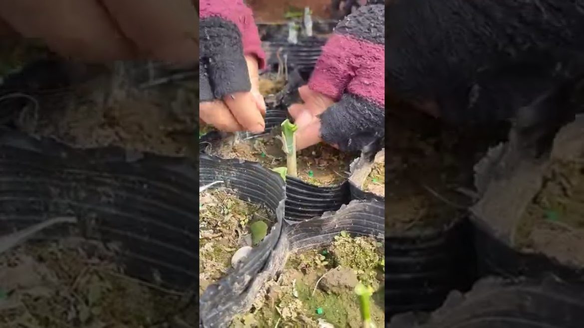 Citrus transgenic grafting tips #shorts #gardener #agriculture #fruit #fyp #satisfying