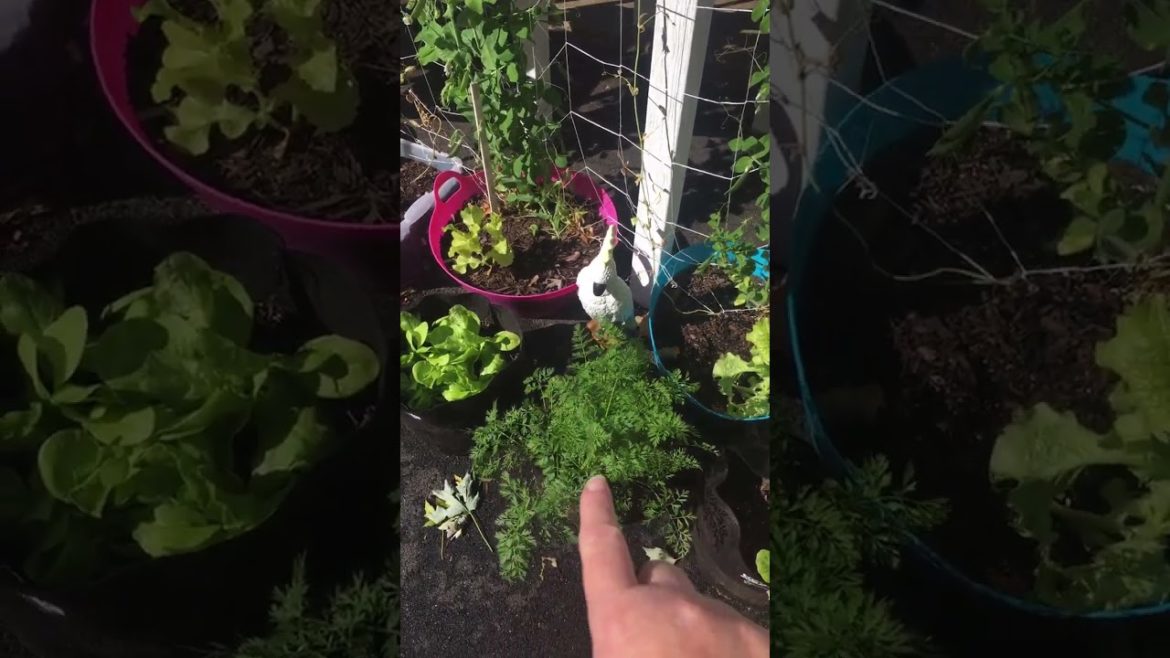 Frosty Nights - Carrots, Lettuce and Peas are doing great! 💕