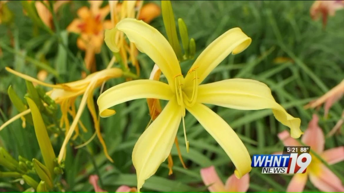 Garden Tips: Daylilies
