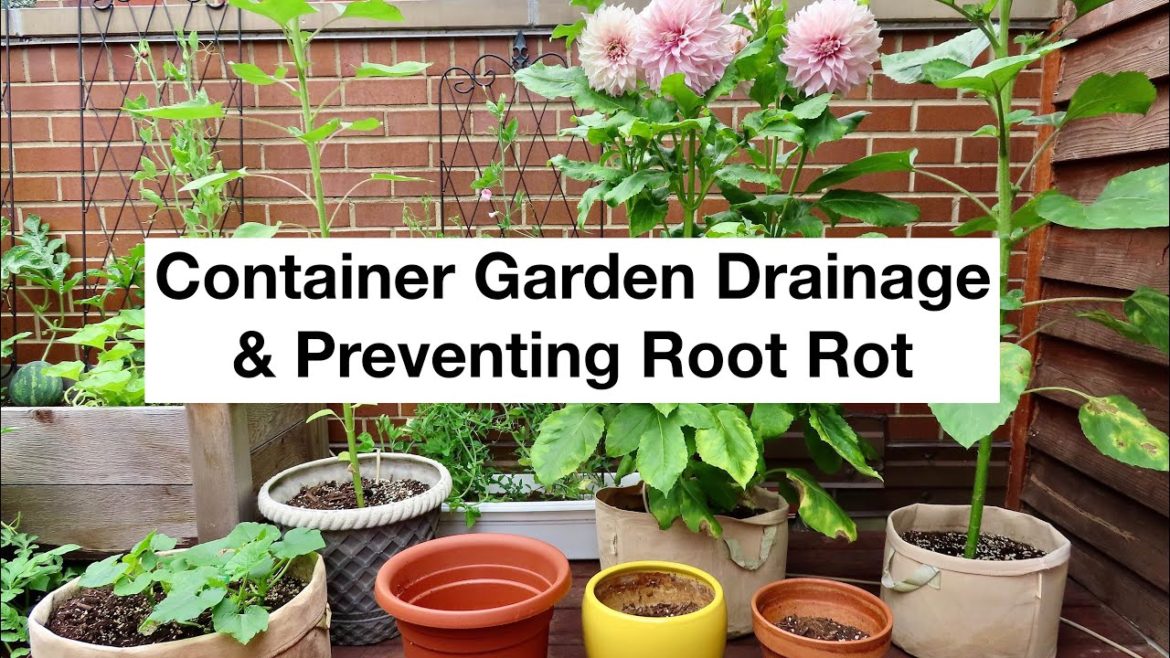 The Importance of Container Garden Drainage | Prevent Root Rot The Importance of Container Garden Drainage | Prevent Root Rot