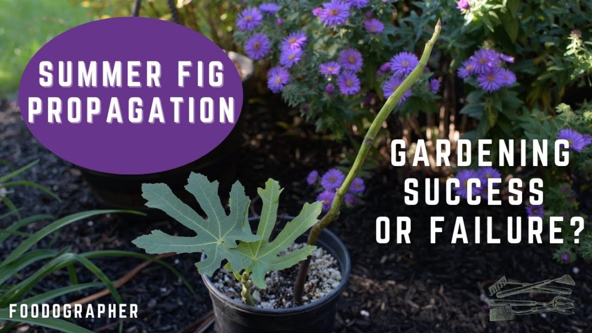 Propagating Green Fig Tree Cuttings - Unlignified Branches - Late-Summer Gardening Success?