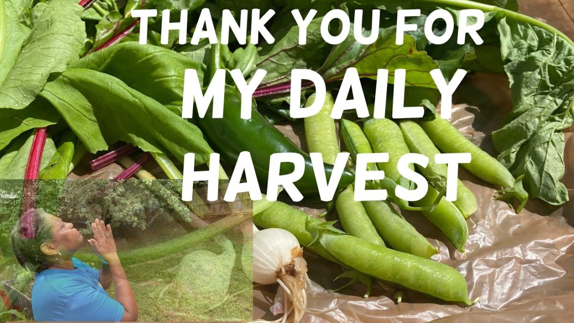 Sustainable Container Garden | Daily Harvest | Short Term and Long Term Preservation Sustainable Container Garden | Daily Harvest | Short Term and Long Term Preservation