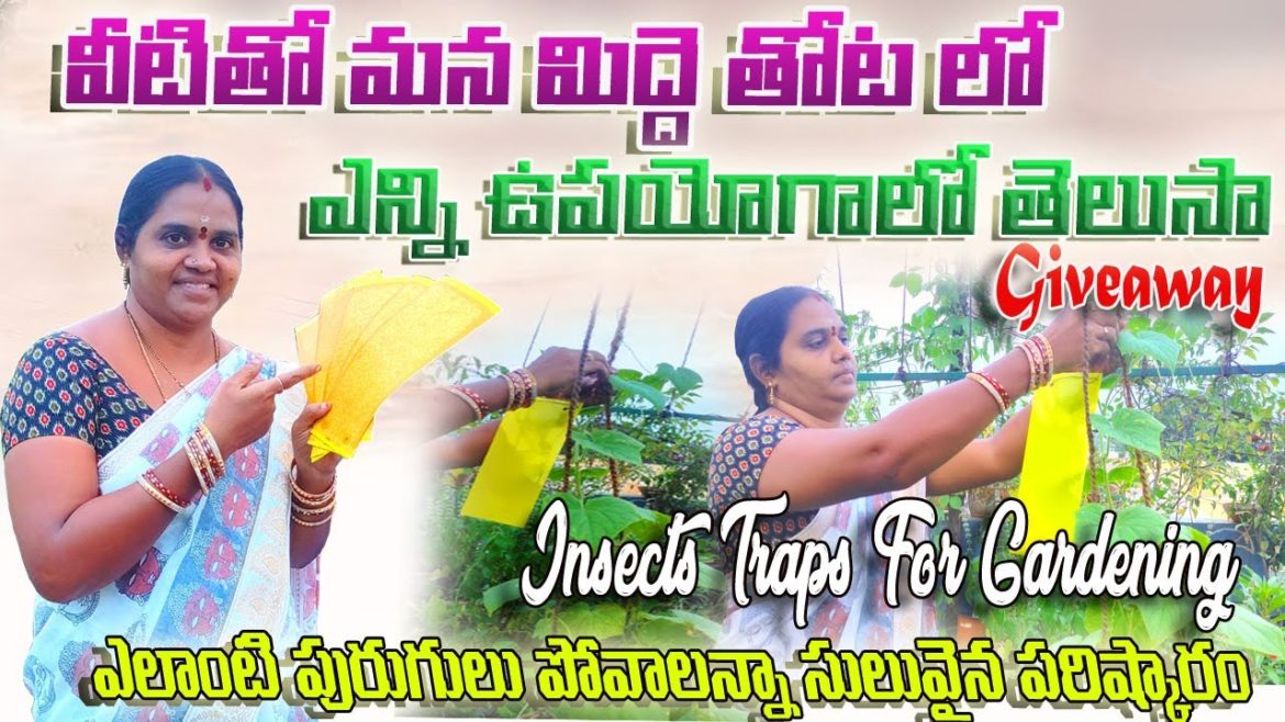 ఇది మన గార్డెన్ లో ఉంటే ఎన్ని ఉపయోగాలో | Insects Traps for gardening | ACH Gardening vlog #giveaway ఇది మన గార్డెన్ లో ఉంటే ఎన్ని ఉపయోగాలో | Insects Traps for gardening | ACH Gardening vlog #giveaway