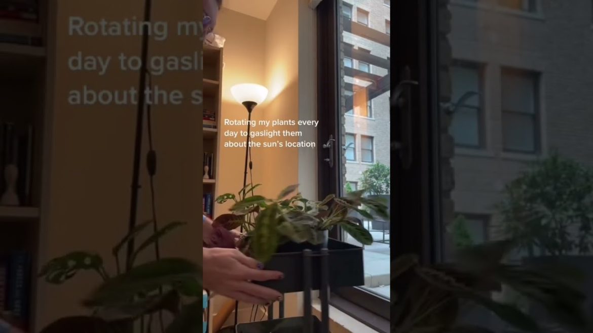 Rotating Plants tiktok pilgrim billy