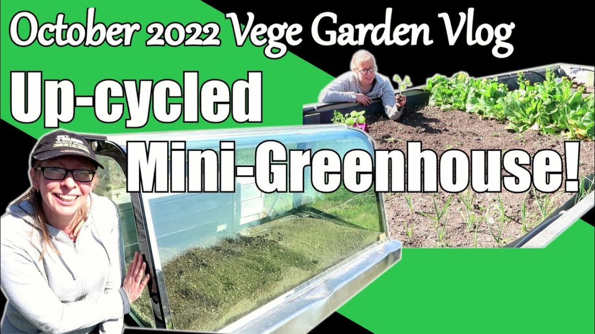Vegetable Garden Vlog October 2022 / Upcycled Greenhouse ! Vegetable Garden Vlog October 2022 / Upcycled Greenhouse !