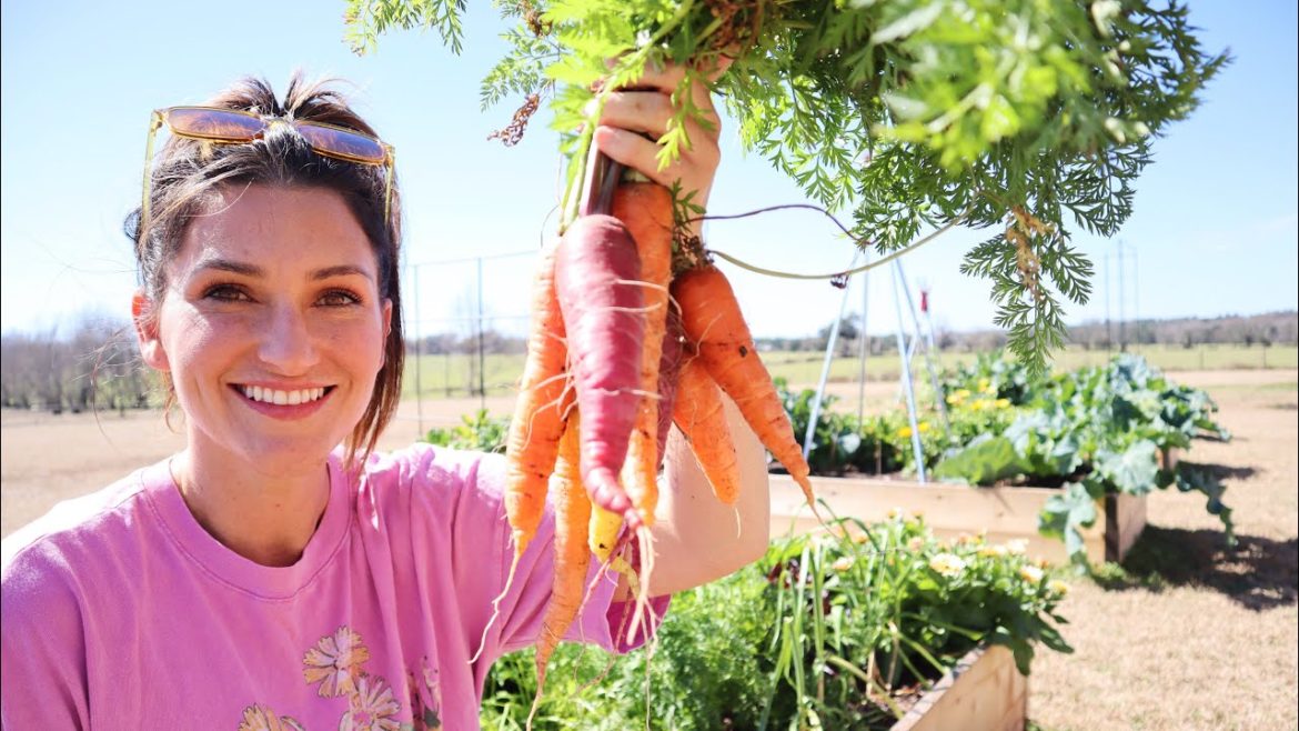 Winter Garden Harvest! | North Florida Gardening Winter Garden Harvest! | North Florida Gardening