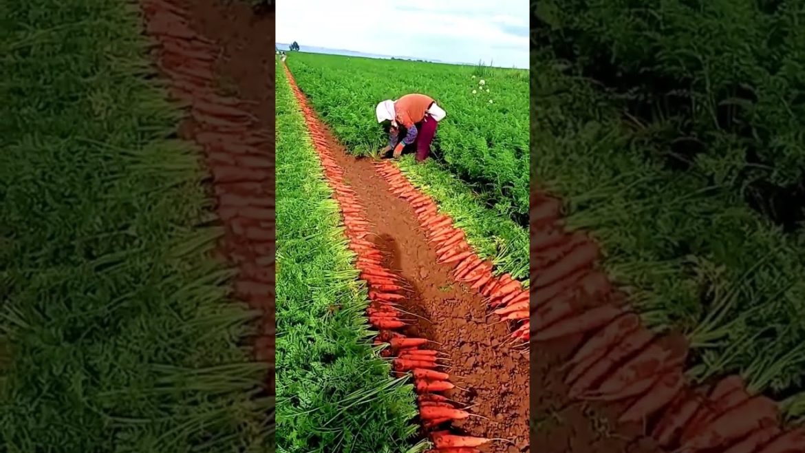Carrot farm #shorts #gardener #agriculture #harvest