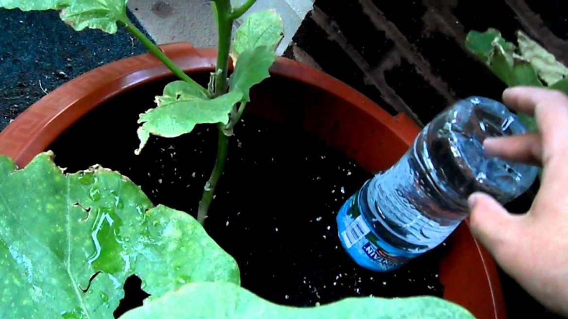 How to Make a Drip Water Irrigation System for a Container Garden