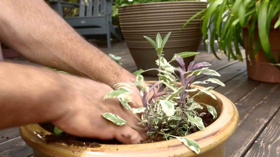 Container Gardening Tips for Herbs