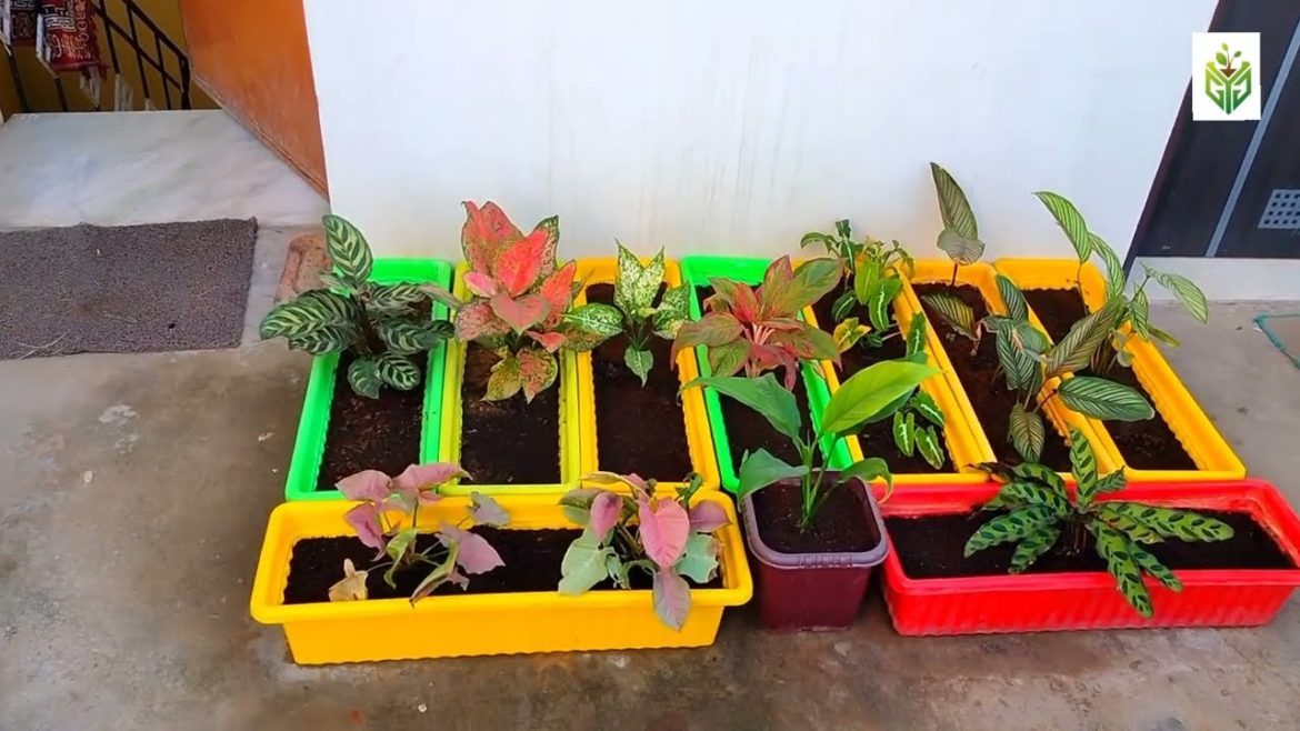 GARDEN RENOVATION by GYG #homegarden GARDEN RENOVATION by GYG #homegarden