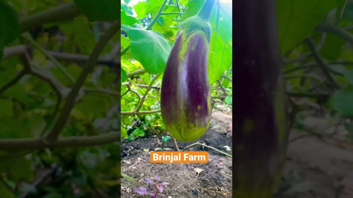 Brinjal or Eggplant or Aubergine বেগুন Farming in Bangladesh #shorts #bdfarm #brinjal #eggplant