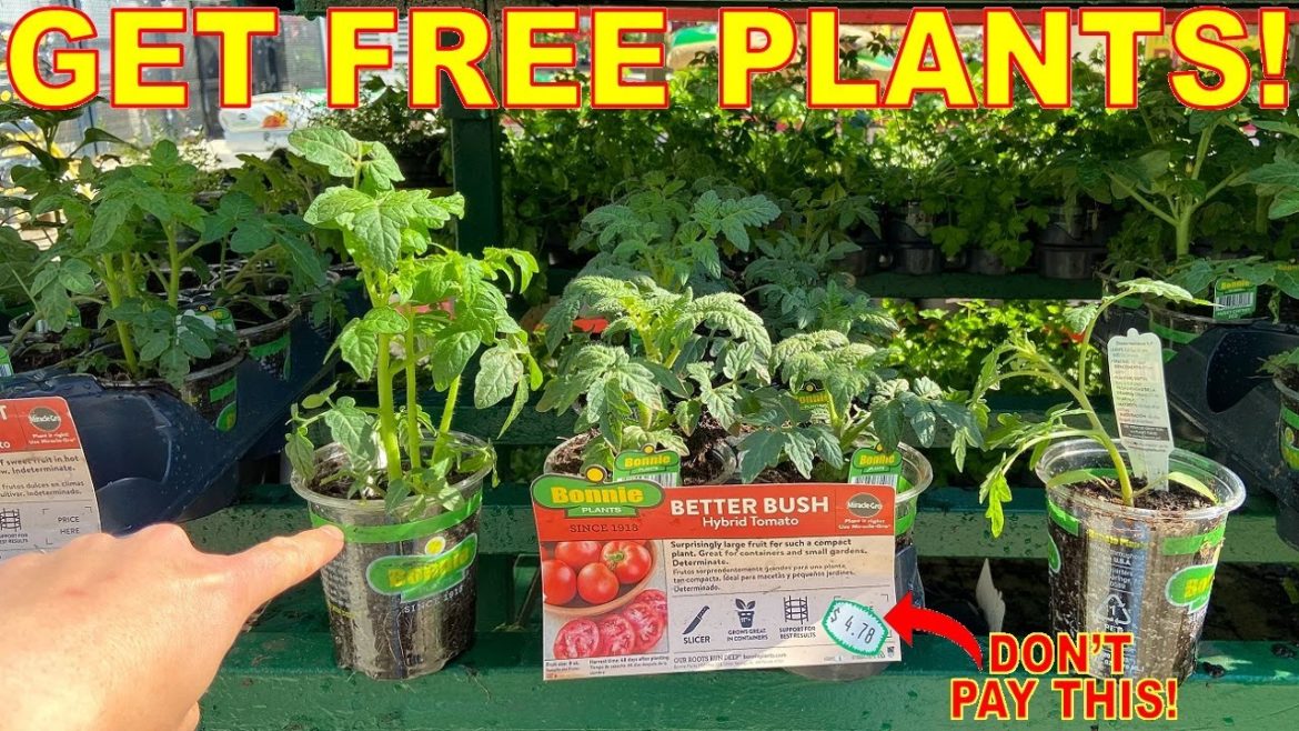 Big Box Nurseries Don't Want You To Know This Tip To Get FREE PLANTS At Garden Centers!