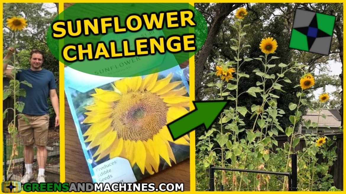 Growing Sunflowers in my Container Garden? | #sunflowerchallenge2019 Growing Sunflowers in my Container Garden? | #sunflowerchallenge2019