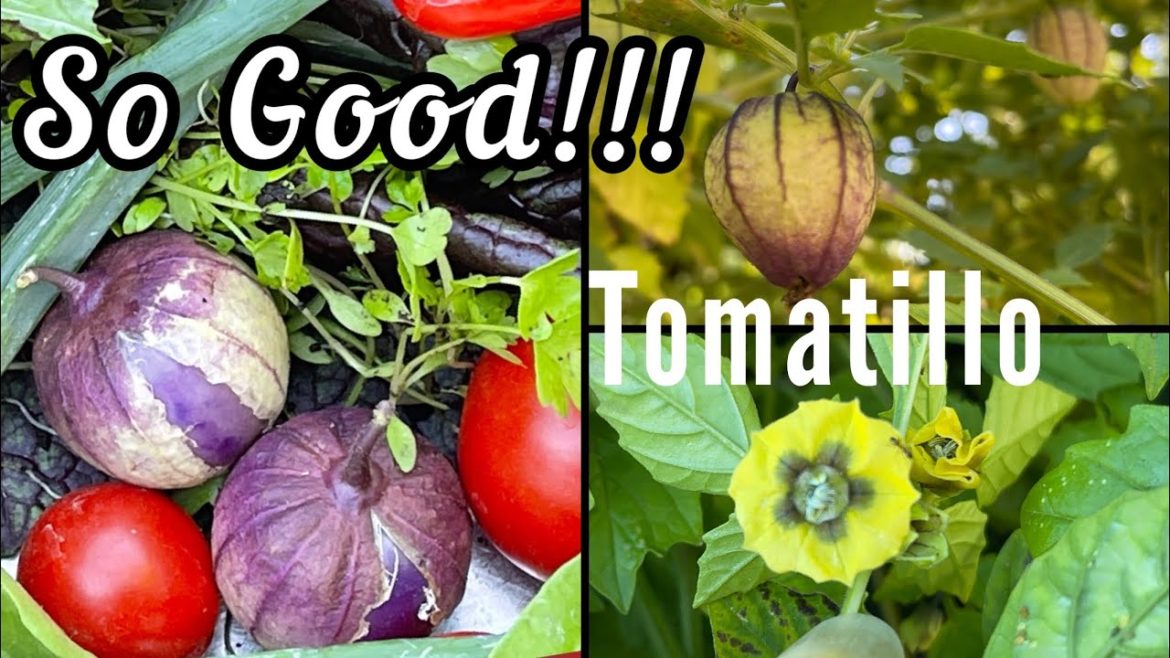 Awesome Green/Purple Tomatillos Grow Like Tomatoes, Harvest Freeze Salsa Pickles CONTAINER Gardening Awesome Green/Purple Tomatillos Grow Like Tomatoes, Harvest Freeze Salsa Pickles CONTAINER Gardening