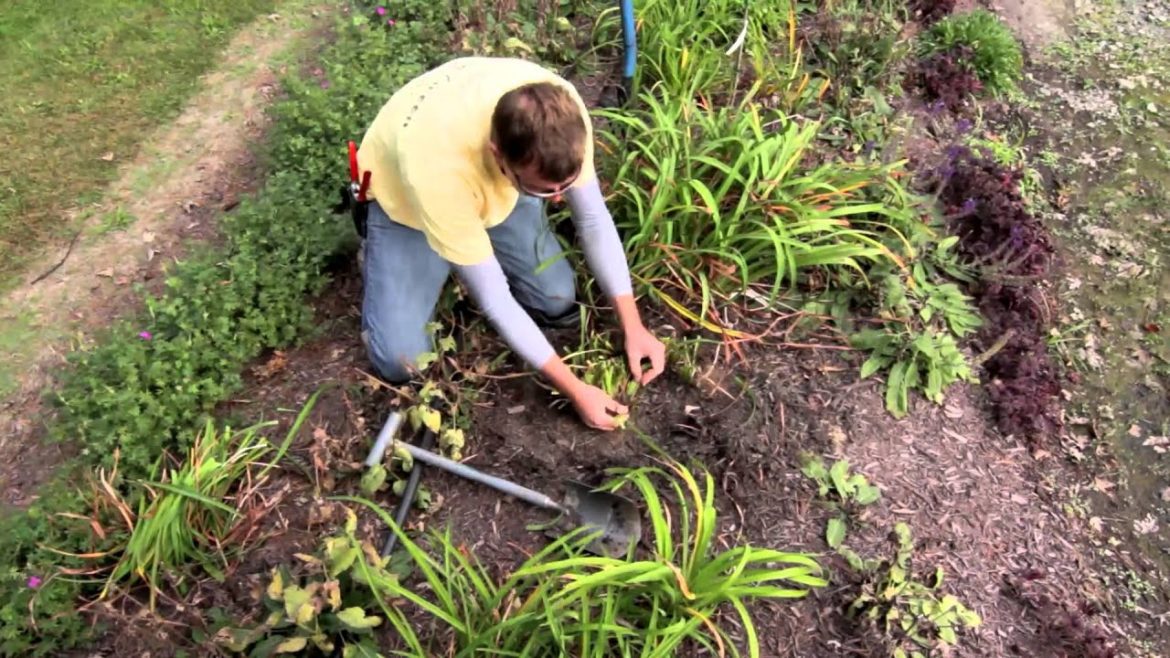 Fall Gardening Tips - The Street Smart Gardener