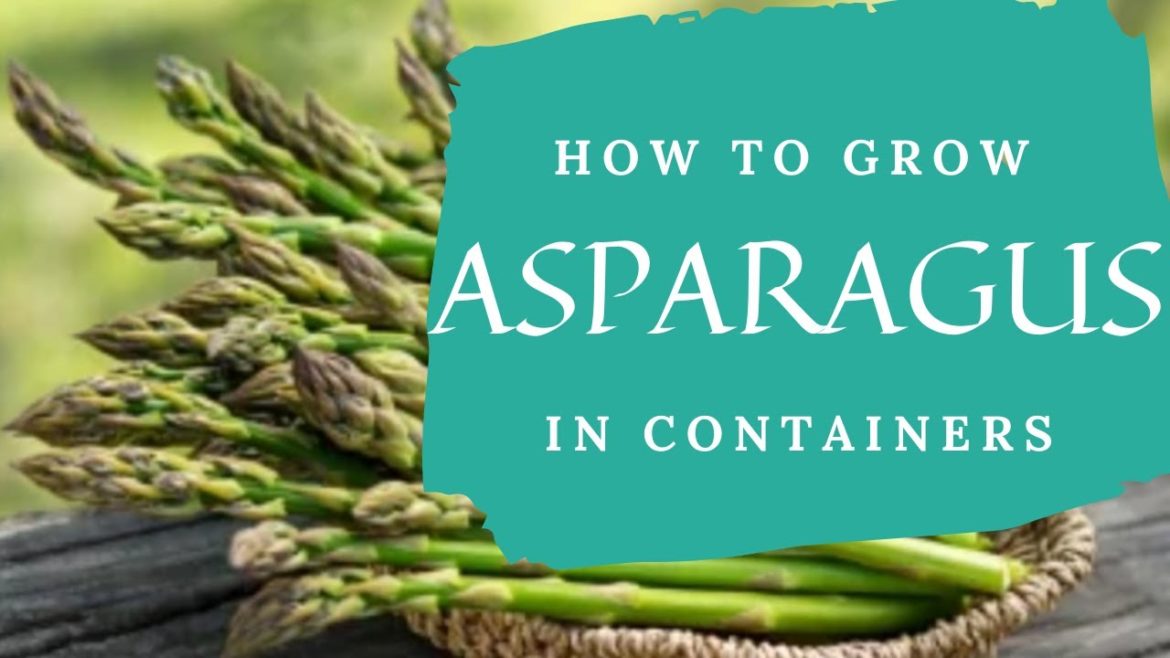 How to Plant Asparagus in Containers - Shed Wars Global Gardening 22G