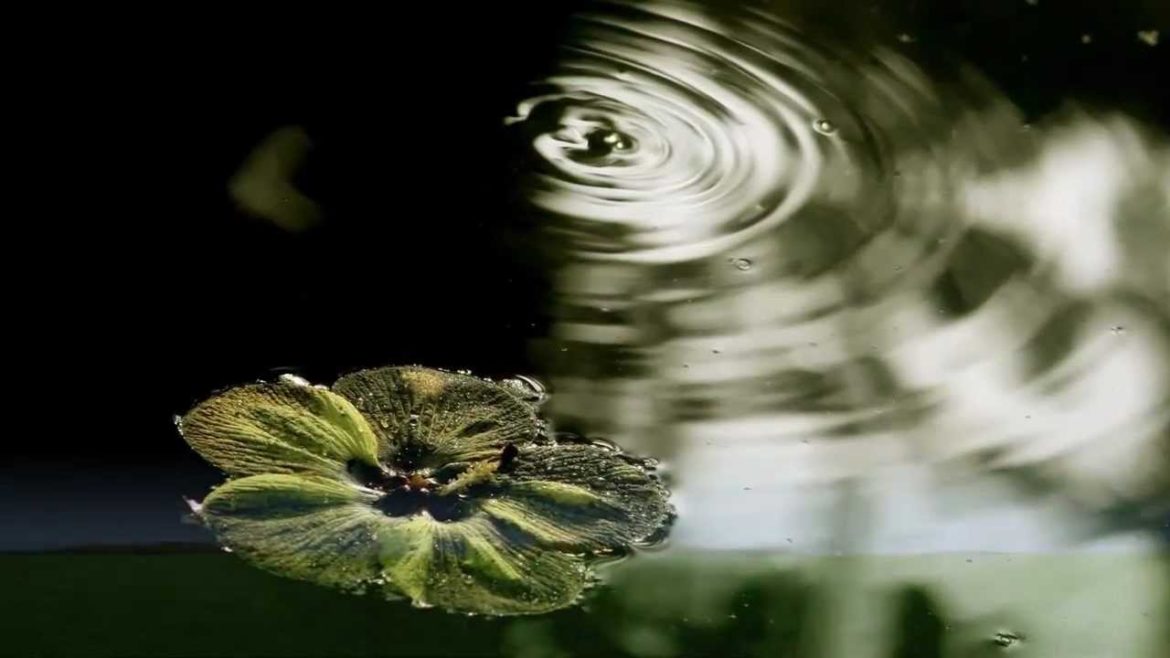 DBM Landscapes Video 2011