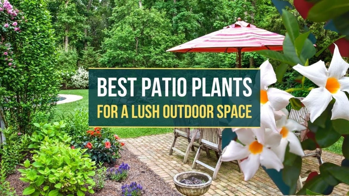 Best Patio Plants for a Lush Outdoor Space πΌπΊ Brighten Up Your Outdoor Space β€β
Best Patio Plants for a Lush Outdoor Space πΌπΊ Brighten Up Your Outdoor Space β€β