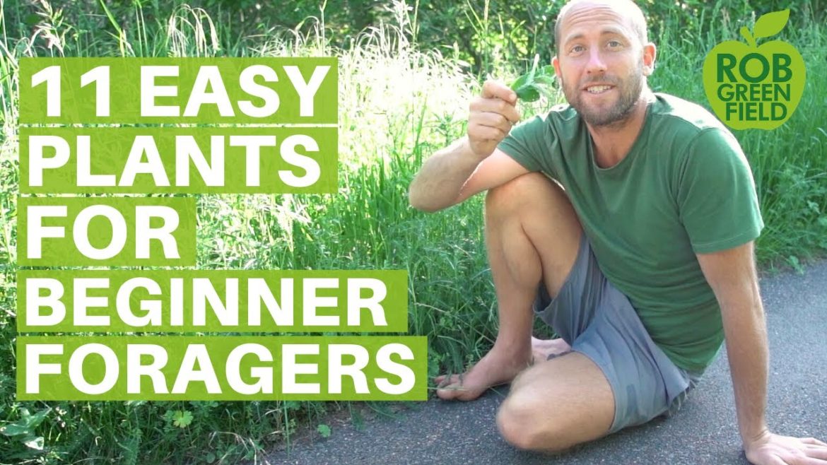 11 Easy Edible Plants for Beginner Foragers- Eating Wild Food 11 Easy Edible Plants for Beginner Foragers- Eating Wild Food