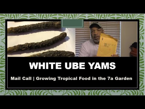 Adding White UBE Yams to our Backyard Edible Garden | A Monday Mail Call Adding White UBE Yams to our Backyard Edible Garden | A Monday Mail Call