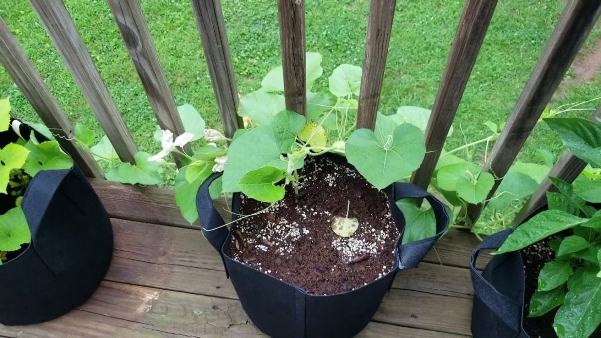 #2 Grow Corn on a deck? Container garden tour