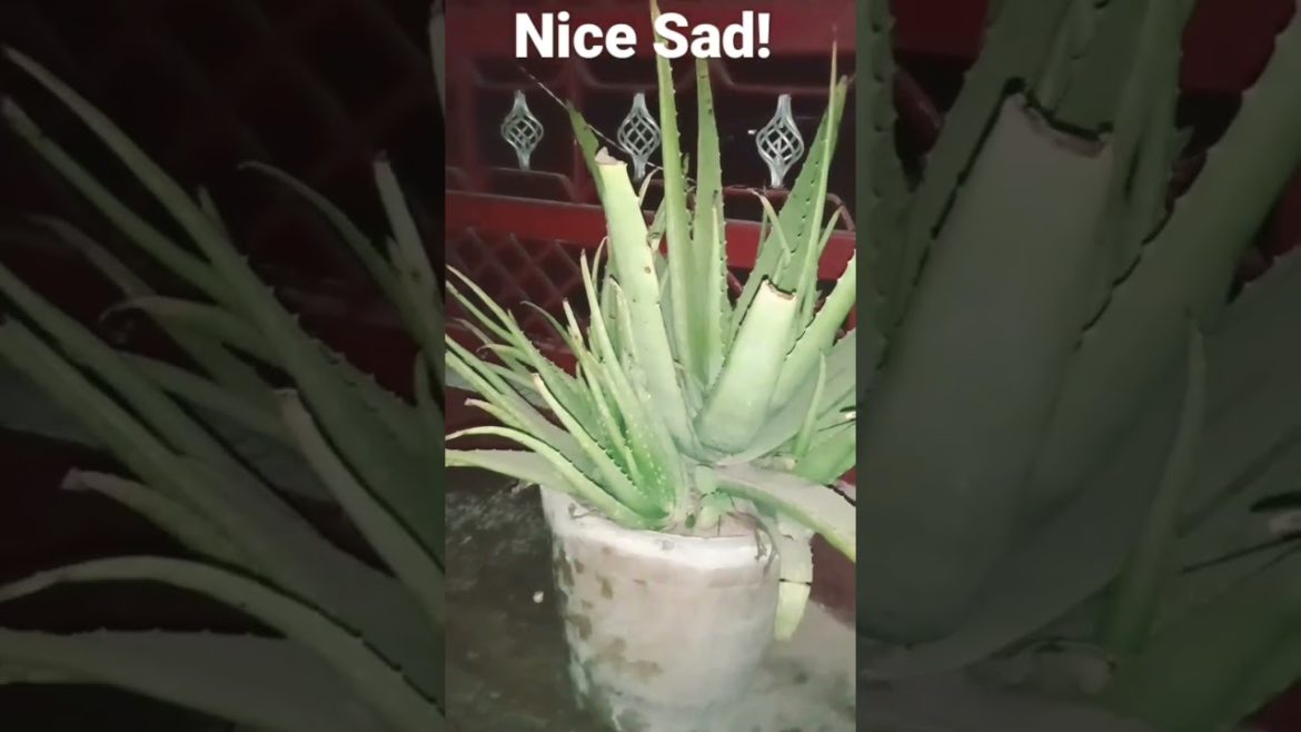 Sad! π³ #viralshorts #viral #viralvideo #shorts #sad #xxxtentacion #tree #treehouse #shortsbeta Sad! π³ #viralshorts #viral #viralvideo #shorts #sad #xxxtentacion #tree #treehouse #shortsbeta