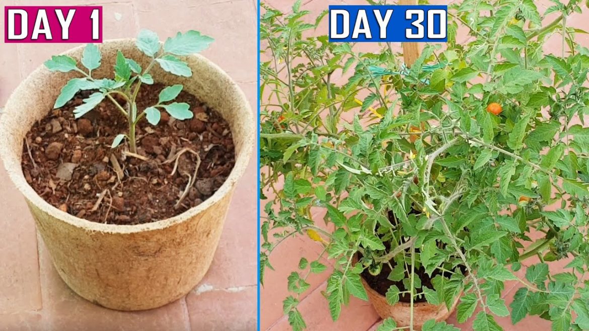 GROW PLANTS FASTER USING COCO COIR POTS & AIR PRUNING PRINCIPLE | Gardening Tips