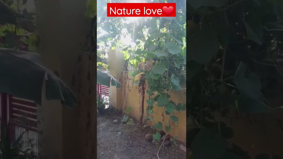 💞नेचर लव💞 #nature #naturebeauty #short #shorts #song #viral #trends